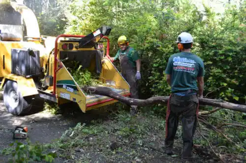 tree services Selmont-West Selmont